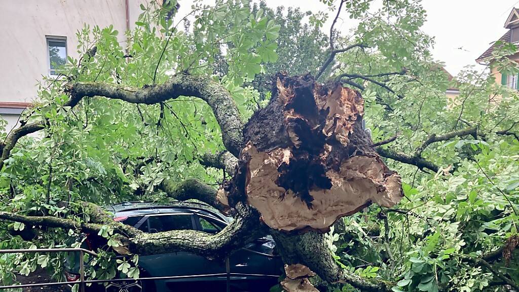 Rosskastanie stürzt bei Winterthurer Pausenplatz auf Autos