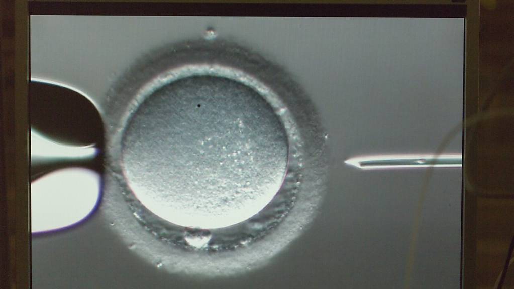 Injektion eines Spermiums in eine Eizelle: Der Nationalrat will, dass künftig auch in der Schweiz die Spende von Eizellen legal ist. (Archivbild)