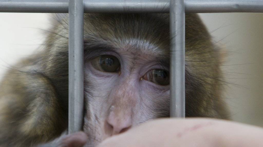 Die Universität und ETH Zürich können ihre beantragten Versuche mit Makaken Affen durchführen. Das Zürcher Verwaltungsgericht hat eine Beschwerde gegen die Bewilligung abgewiesen. (Archivbild)