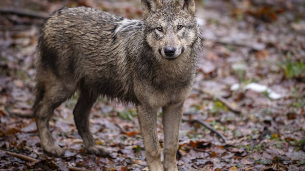 Weniger Wolfsangriffe im Wallis 2025