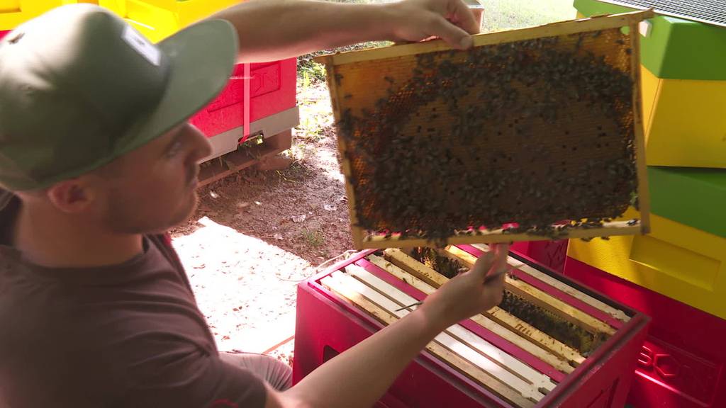 Bienendiebe: Seit Wochen werden Imkern die Völker geklaut