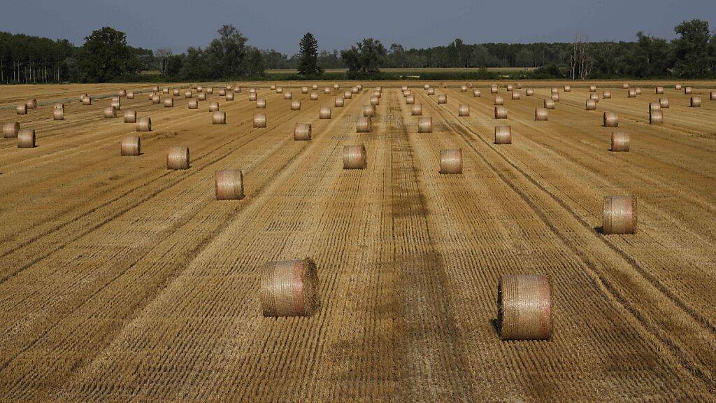 ARCHIV - Die Arbeitsbedingungen in Italiens Landwirtschaft stehen schon länger in der Kritik. Foto: Luca Bruno/AP/dpa