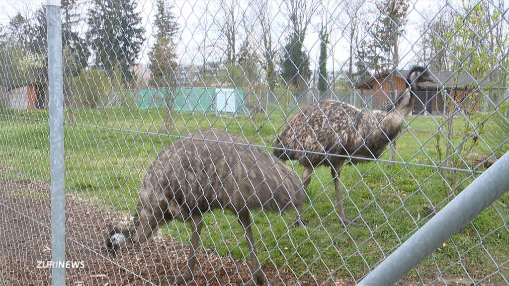 ERZ-Emus sollen neues Zuhause erhalten