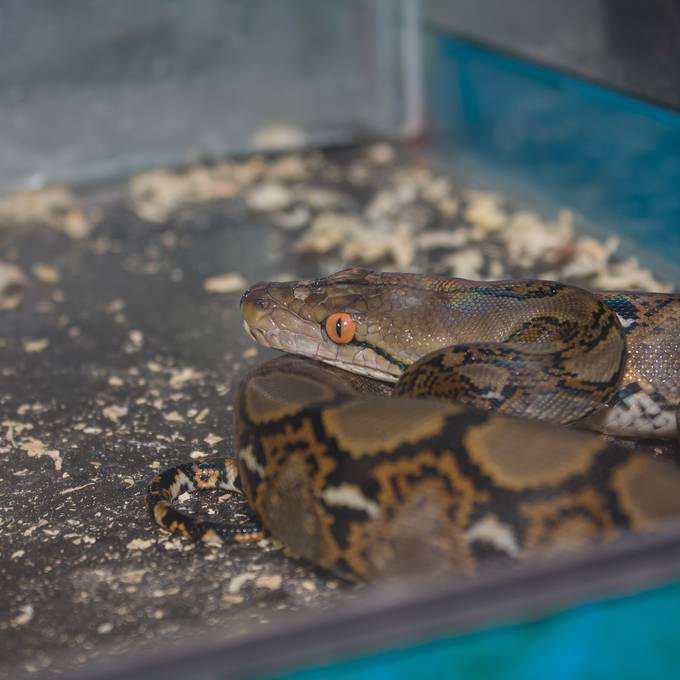 Unterernährte Fische und falsch gehaltene Schlangen – Tierquäler wird verurteilt