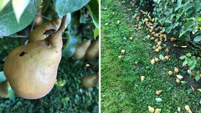 Thurgauer Bauer verschenkt sieben Tonnen Birnen