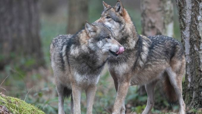  Schwyzer entwickelt alternative Methode gegen Wölfe