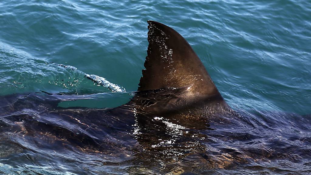 Die Rückenflosse eines Weissen Hais vor der Küste Südafrikas. (Archivbild)