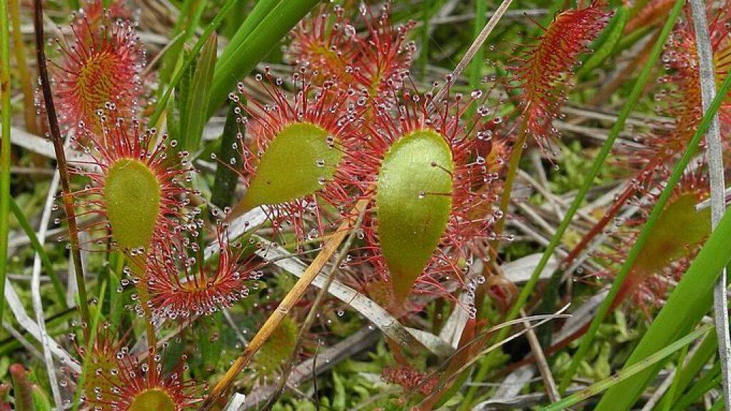 Auch der Sonnentau (Drosera anglica) gehört zu den bedrohten Arten, die von der Moorrenaturierung profitieren Ariel Bergamini).