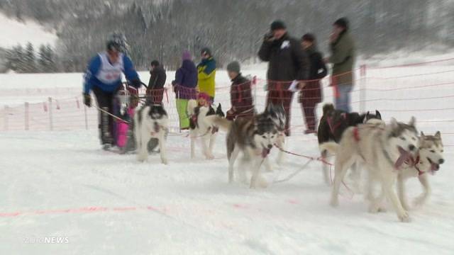 Schlittenhunderennen in Studen