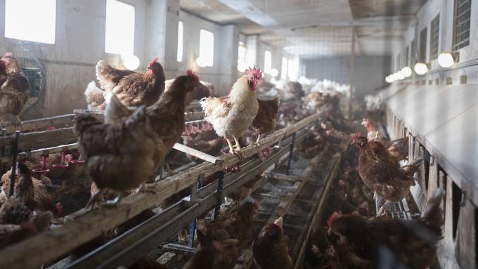 Egolzwiler Landwirt muss «Hühnerstall» zurückbauen