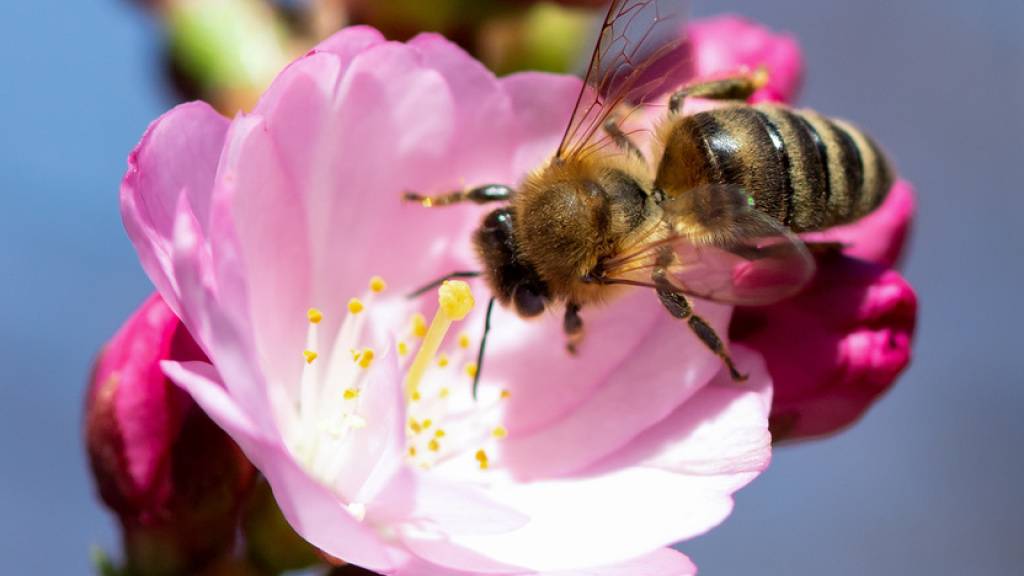 Australien importiert europäische Bienenköniginnen, weil sie resistent sind gegen bestimmte Milben. Wegen der Pandemie und den damit verbundenen Verzögerungen bei der Post kommen die Bienen tot oder geschwächt an - das gefährdet die Bienenzucht und damit den ganzen Pflanzenbestand (Symbolbild).
