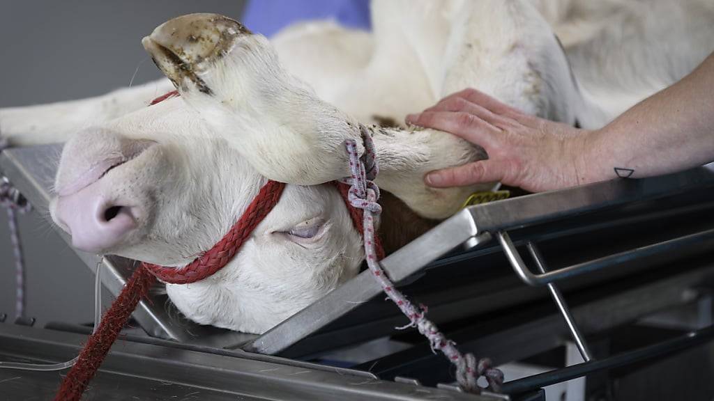 Die Verwendung resistenz-kritischer Antibiotika ist in der Veterinärmedizin seit 2024 um 76 Prozent gesunken: Operation eines Kalbs. (Archivbild)