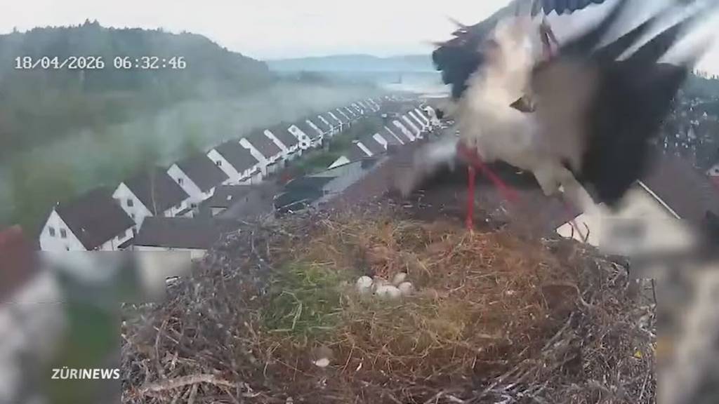 Erneut Storchenkampf in Glattfelden