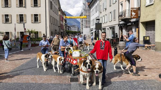 Hundert Bernhardinerhunde spazieren an Parade durch Martigny