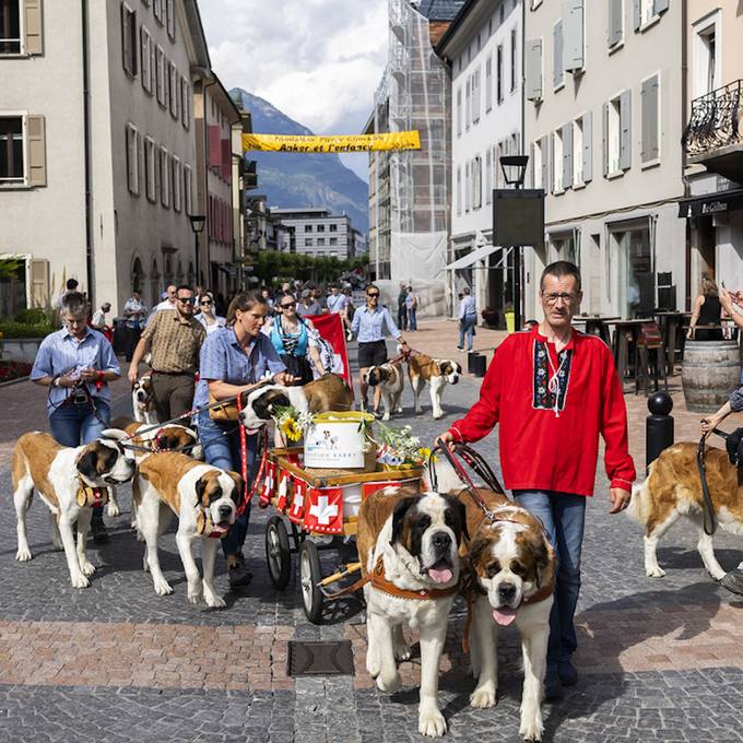 Hundert Bernhardinerhunde spazieren an Parade durch Martigny