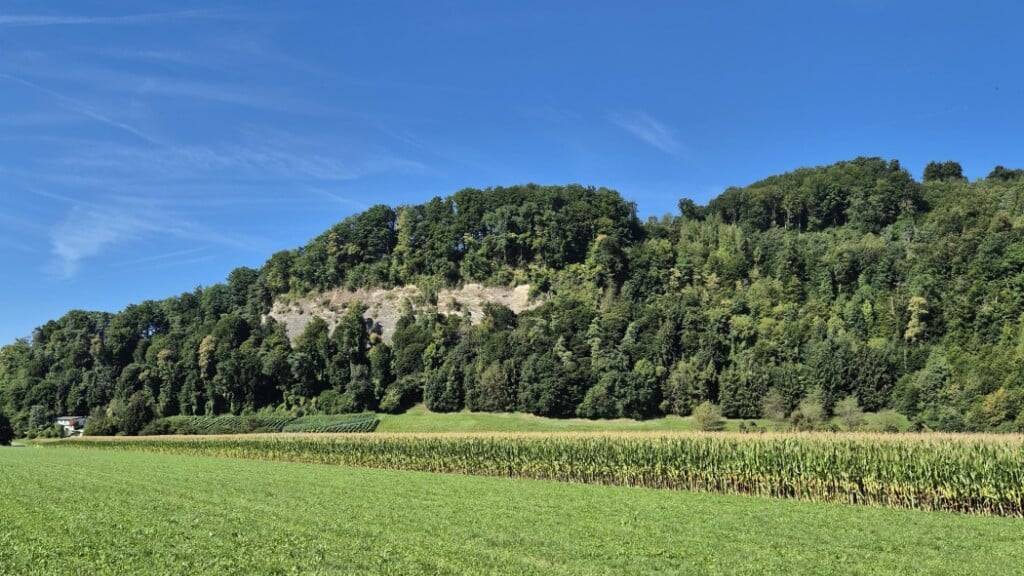 Das neue Waldreservat Höchflue auf dem Gemeindegebiet von Reiden und Dagmersellen bietet insbesondere dank den besonnten Felswänden vielen Vögeln, Fledermäusen und Insekten Lebensraum.