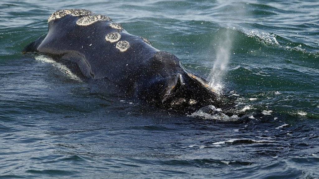 Eine Atlantische Nordkaper vor der Küste von Plymouth, Massachusetts - die Wal-Art ist stark vom Aussterben bedroht. (Archiv)