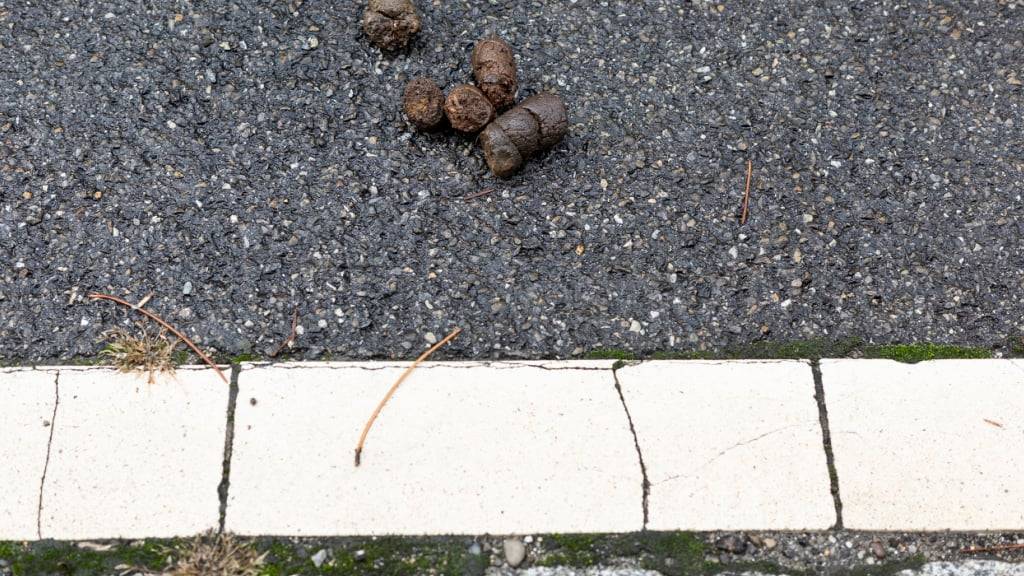 Das Nichtbeseitigen von Hundekot fällt unter den Tatbestand des Ordnungsbussenrechts und wird mit 100 Franken gebüsst. (Symbolbild)