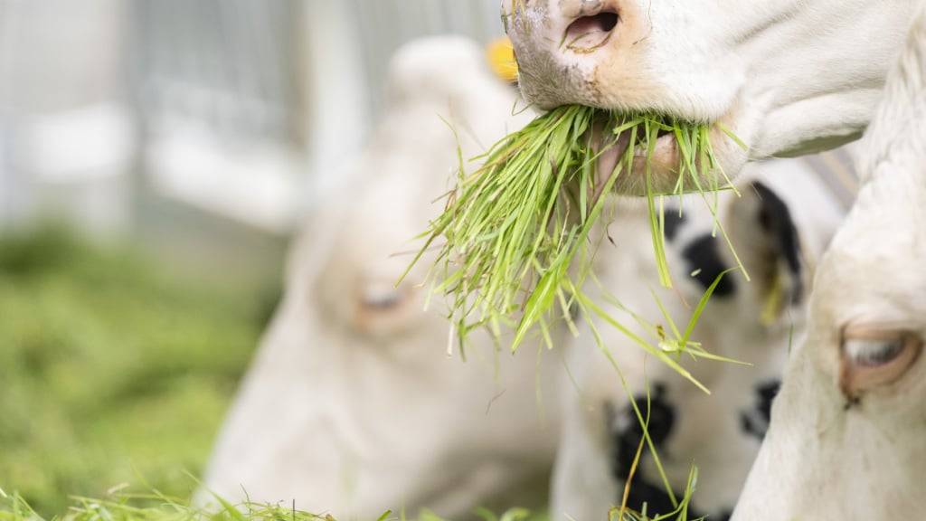 Das Herkunftssiegel schreibt bei der Fütterung einen bestimmten Anteil von frischem Gras vor. (Archivbild)