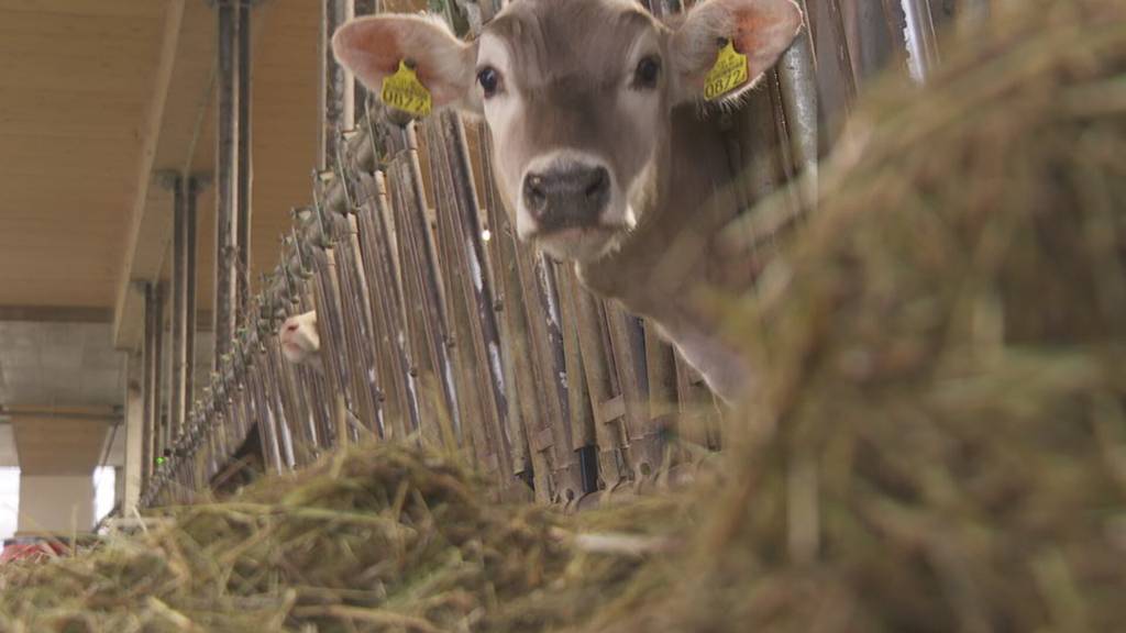 Noch keine neuen Massnahmen wegen zu viel Milch