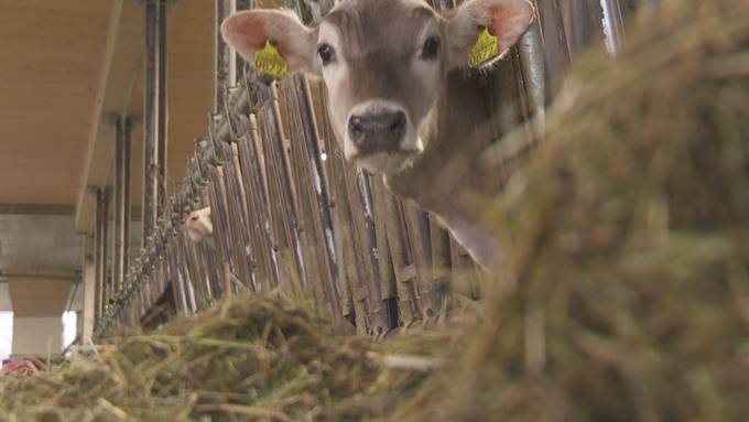 Noch keine neuen Massnahmen wegen zu viel Milch