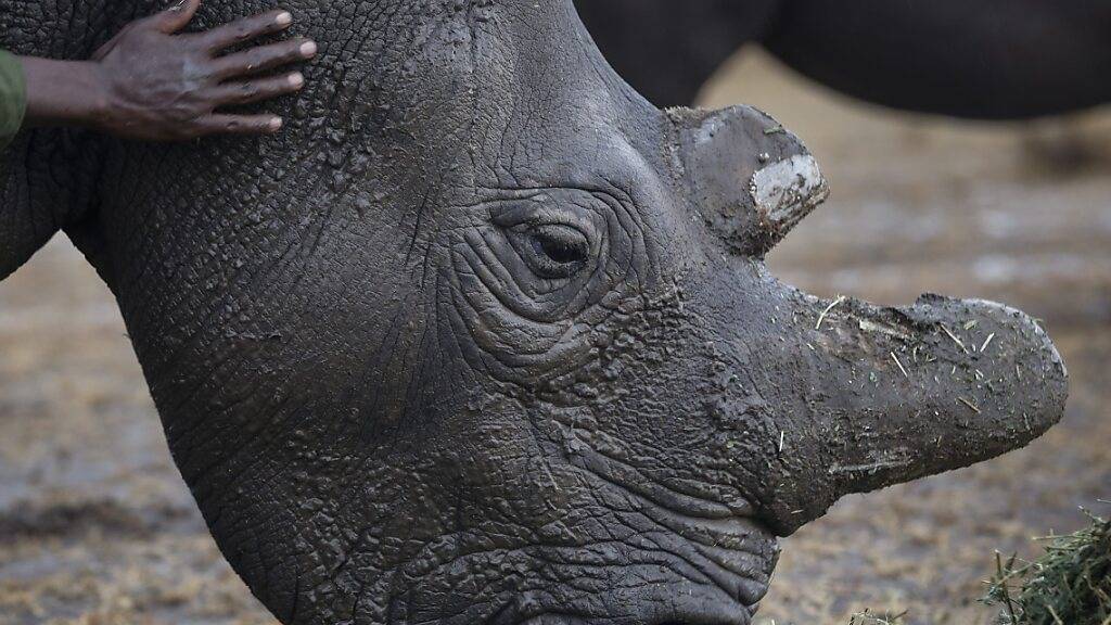 WWF schlägt Alarm: Rentiere, Nashörner und Kaiserpinguine besonders gefährdet