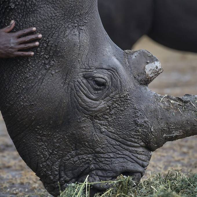 WWF schlägt Alarm: Rentiere, Nashörner und Kaiserpinguine besonders gefährdet