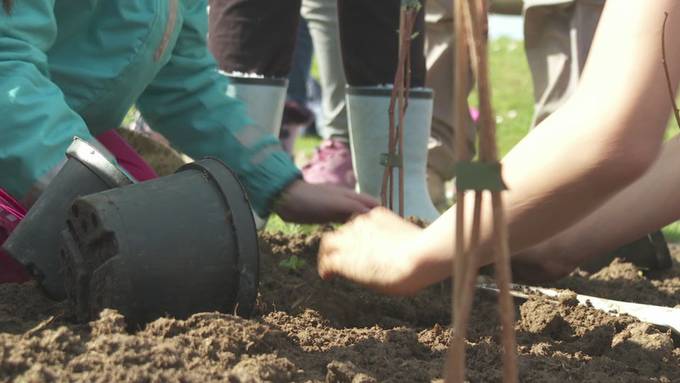 Projekt «Obstgarten»: Schulkinder pflanzen Bäume in Lommis