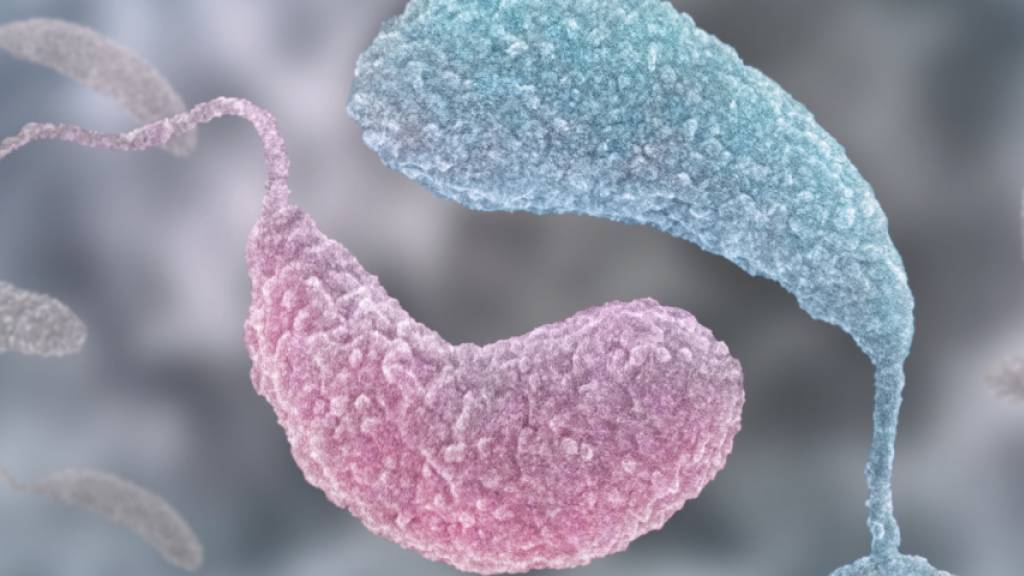 Zwei konkurrierende Signalmoleküle bestimmen den Lebensstil des Bakterium Caulobacter (pink: Schwärmerzelle mit hohem ppGpp-Level, blau: sesshafte Form mit hohem c-di-GMP-Level).