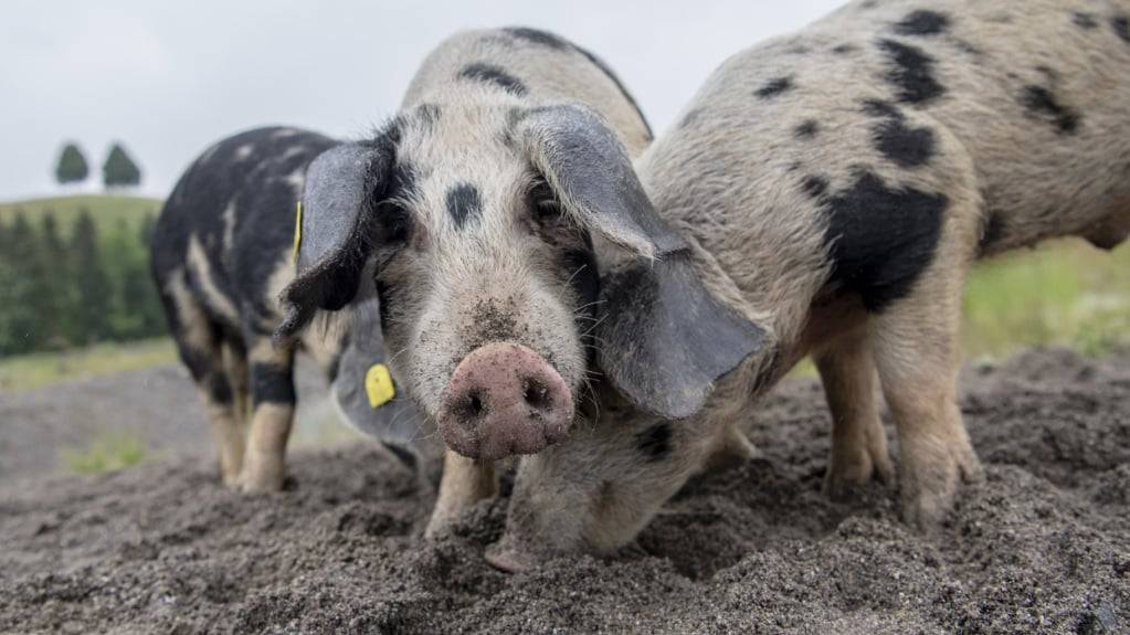 Bei Schweinen nahm die Verwendung von Antibitotika ab. (Archivbild)