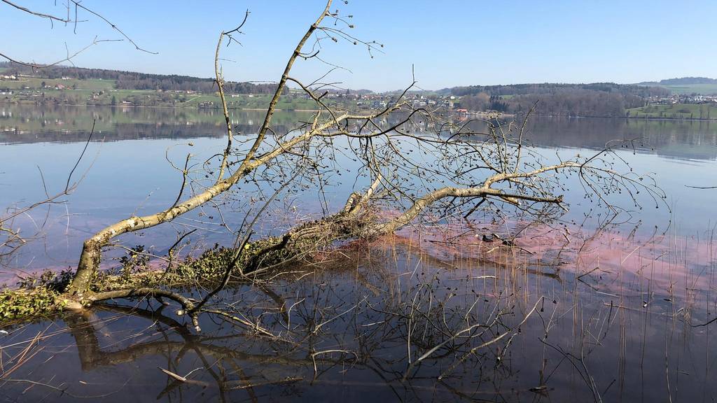 Der Hallwilersee ist wieder blutrot