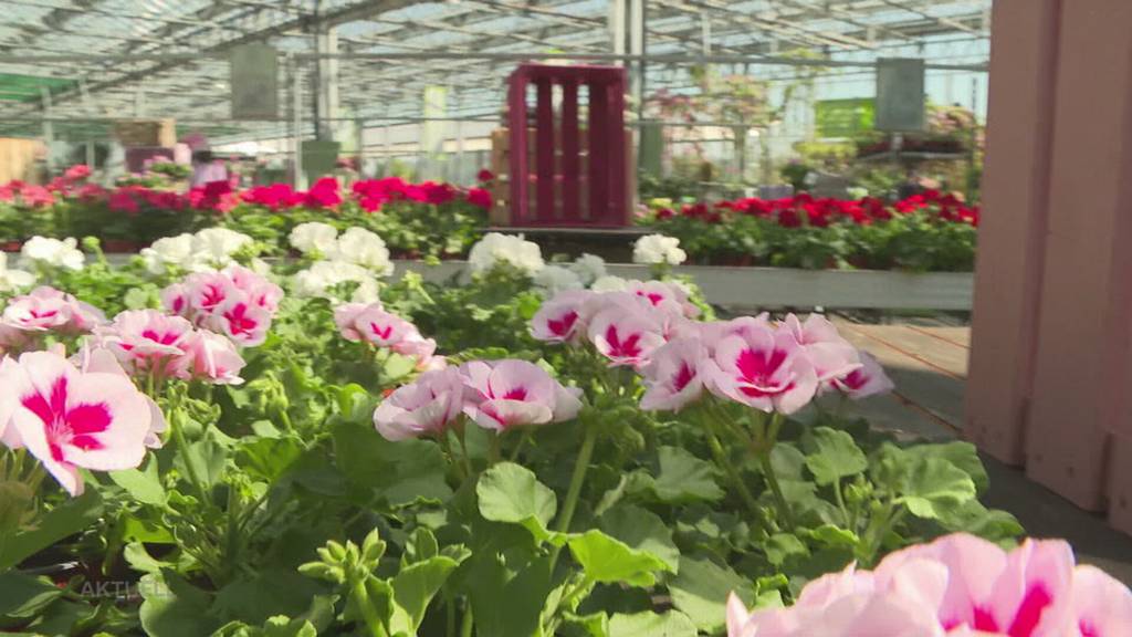 Gartensaison eröffnet: Run auf Gartencenter und typische Anfängerfehler beim Gärtnern