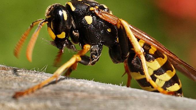 Experten: Viele Wespen, aber keine Plage