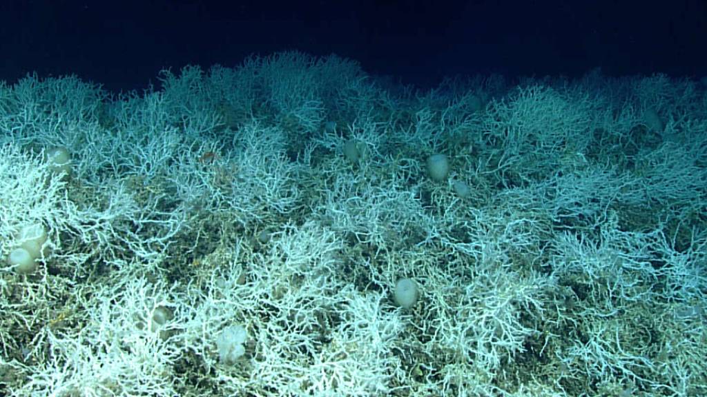 Die Kaltwasser-Korallen der Art Desmophyllum pertusum sind trotz der weissen Farbe gesund. Tiefsee-Korallen sind nicht auf symbiotische Algen angewiesen sind, können also nicht ausbleichen.