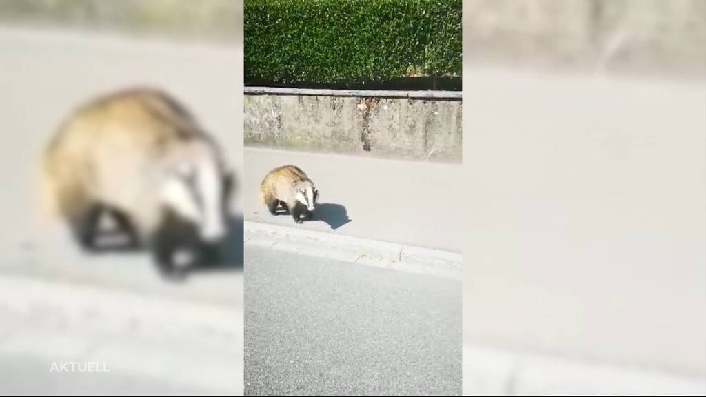 Dachs spaziert durch Oltner Quartier