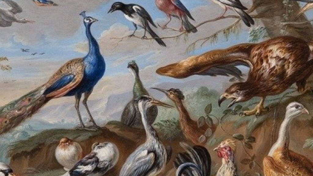 Das «Altmeisterwunder» des Kunstmuseums St. Gallen erhält Zuwachs. Das Museum hat rund 1500 Werke aus einer privaten Sammlung erhalten, darunter auch das Gemälde «Vögel in Landschaft» von Jan von Kessel.