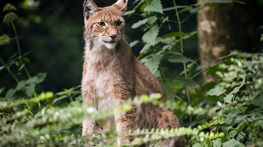 Kanton Schwyz gibt Luchs nach Schafsrissen zum Abschuss frei