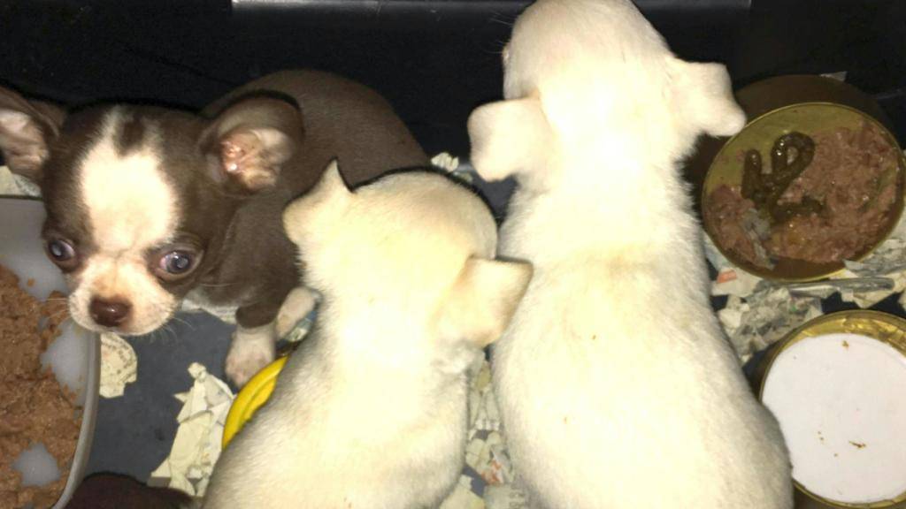 Illegal in die Schweizer geschmuggelt: Die Chihuahua-Welpen waren in einer Tiertransportbox im Auto versteckt, das von den Grenzwächtern bei Laufenburg AG kontrolliert wurde.