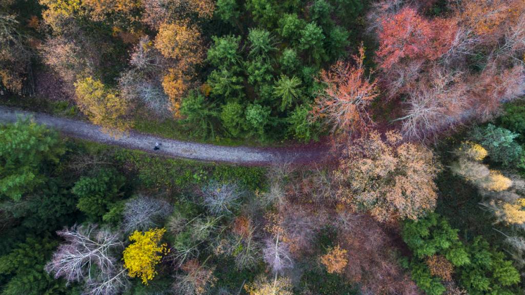 Mit einer neuen Messmethode können Forschende gestresste Bäume aus der Luft erkennen. (Symbolbild)