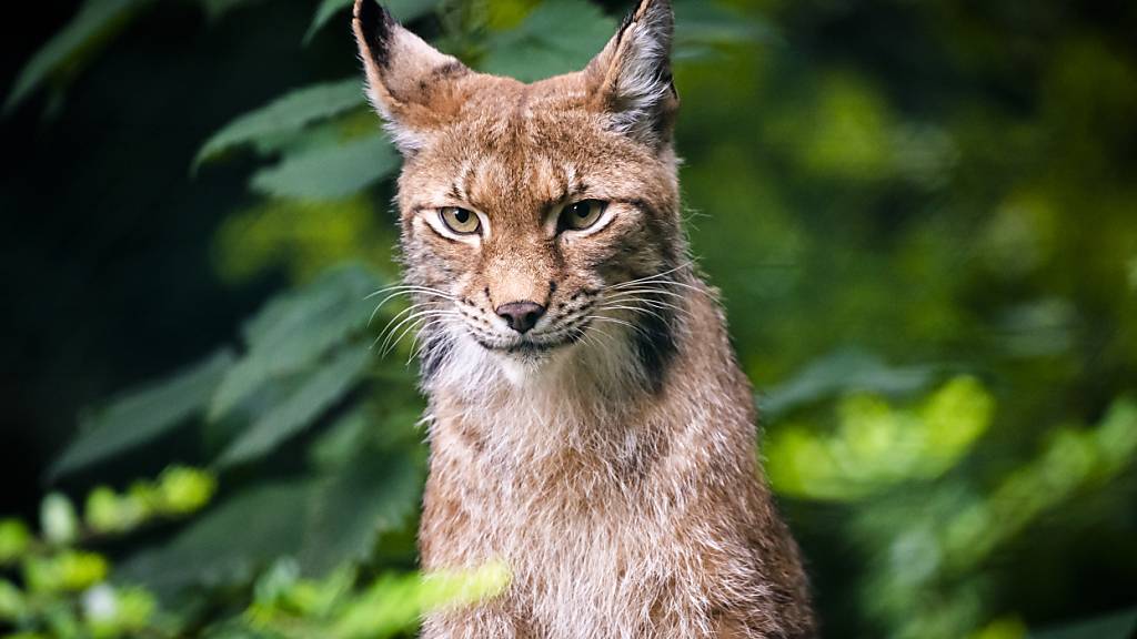 Ein Luchs-Weibchen im Zoo von Servion VD. (Symbolbild)