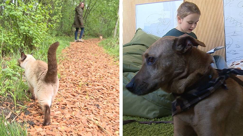 «Best of Tierisch» Teil 6: Katzenspaziergang / Lesehund