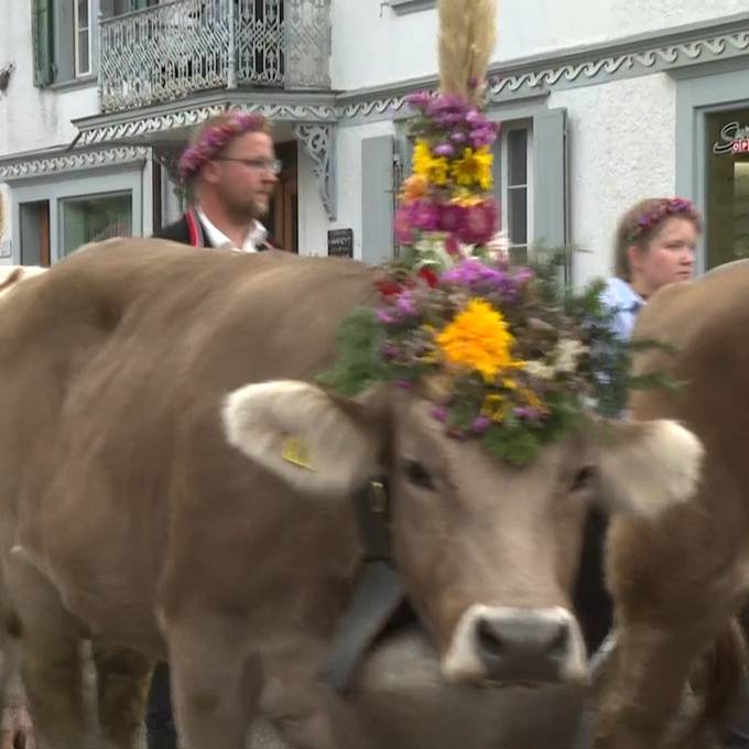 Rinder kehren geschmückt mit Blumen von der Alp zurück