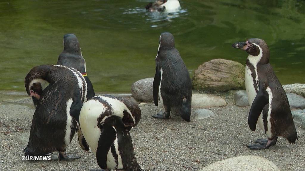  Zwei Männchen und ein Ei: Bei den Pinguinen ist das kein Problem