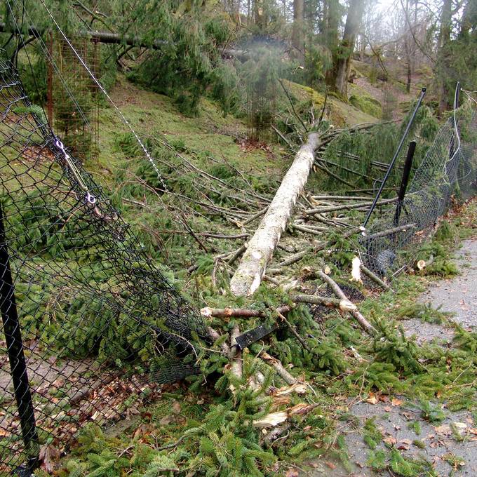 50 Bäume umgestürzt - Kranich tot