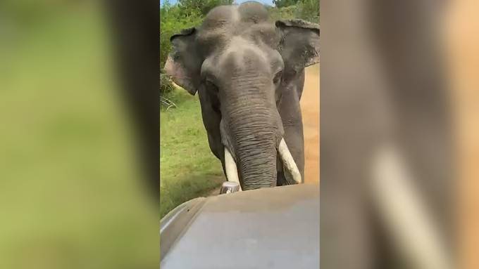 Elefantenbulle greift Safari-Fahrzeuge in Nationalpark an