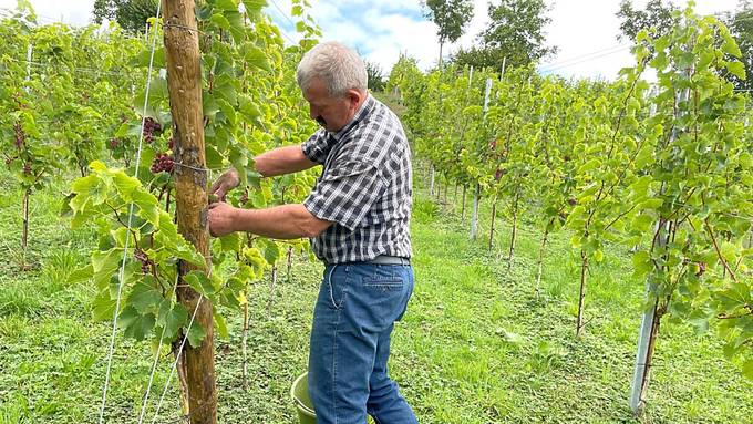 2022 bescherte dem Kanton Luzern viele und gute Weintrauben