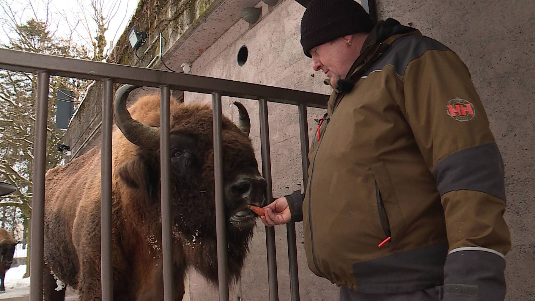 Wisent, Bär und Steinbock im Seniorenalter