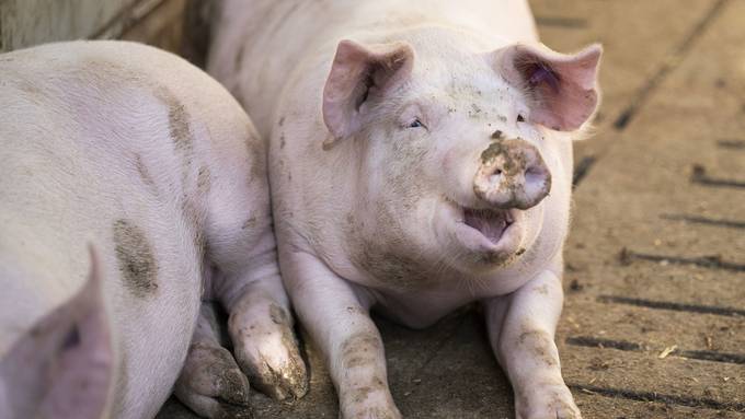 Zürcher Oberländer bekommt 1500 Schweine vom Vater und wird verurteilt