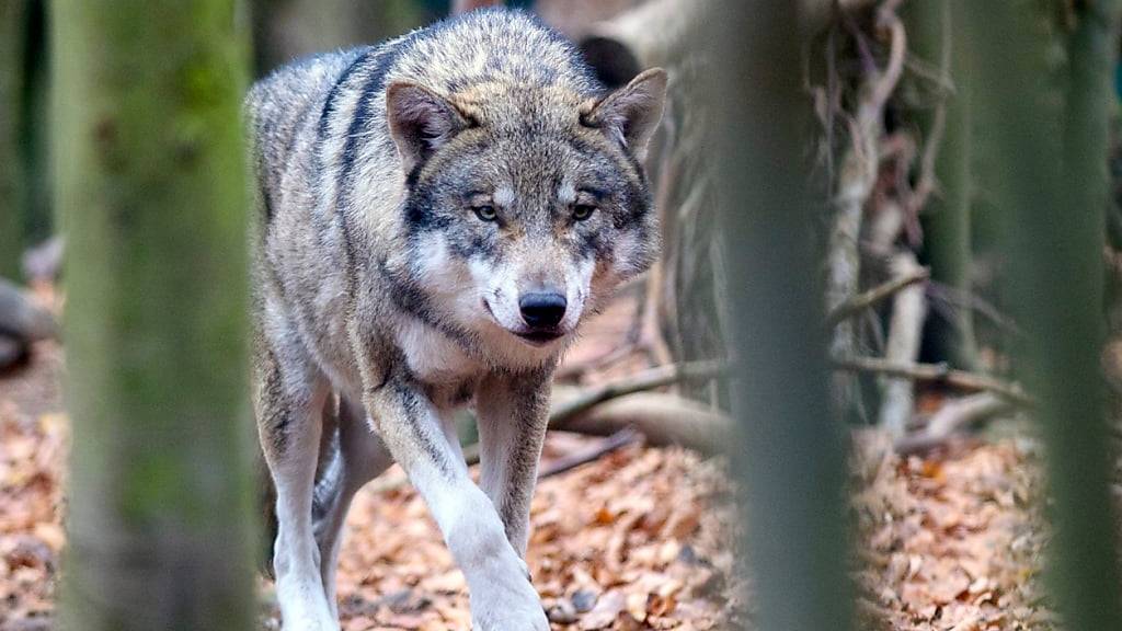 Aus Sicht von Tierschützern ist er durch das Jagdgesetz nicht ausreichend geschützt: Der Wolf. (Symbolbild)