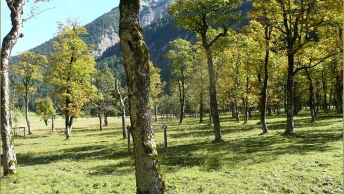 Bergahornweiden sind Hochburgen der Artenvielfalt